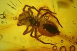 Detailed Fossil Spider (Araneae) in Baltic Amber #170043-1